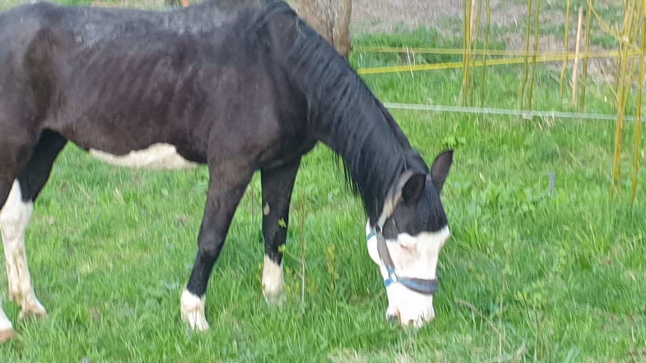 Marion aus Ungarn mit Pferd Luna